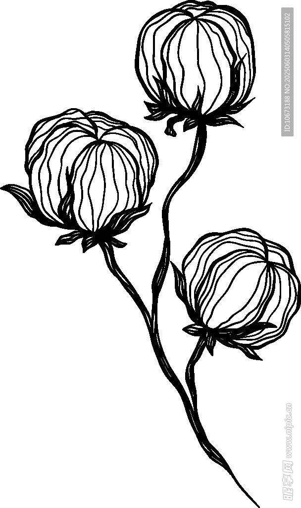 手绘棉花图案插画