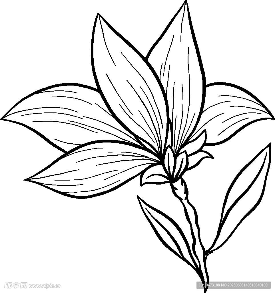 线条勾勒的优雅花卉图案