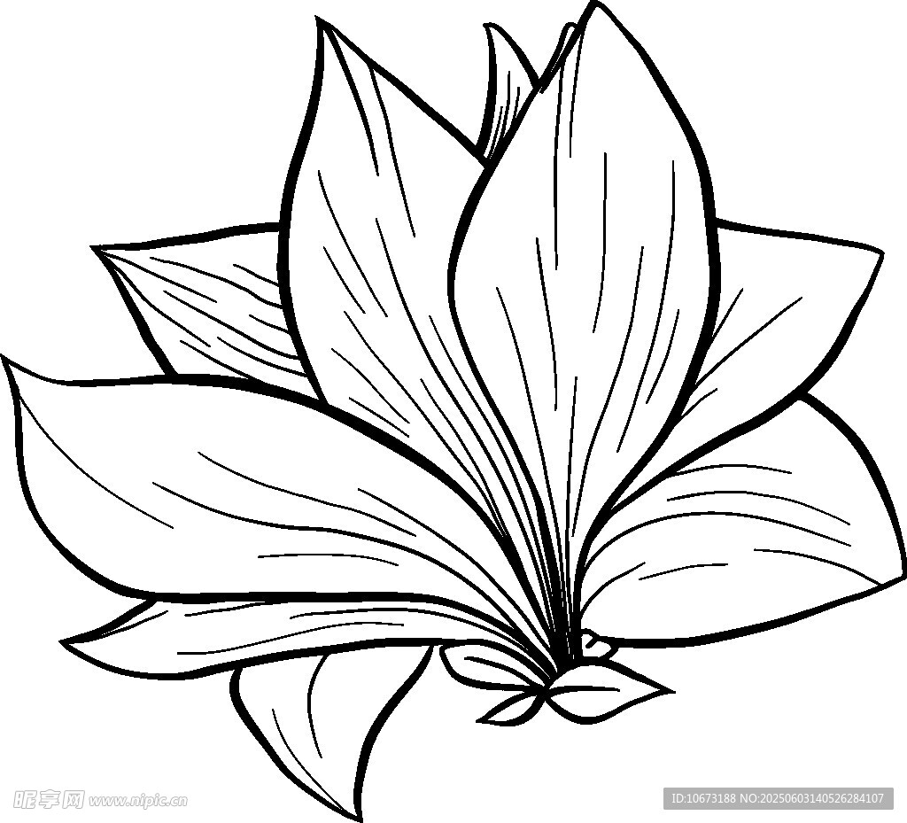黑白线条绘就的优雅莲花