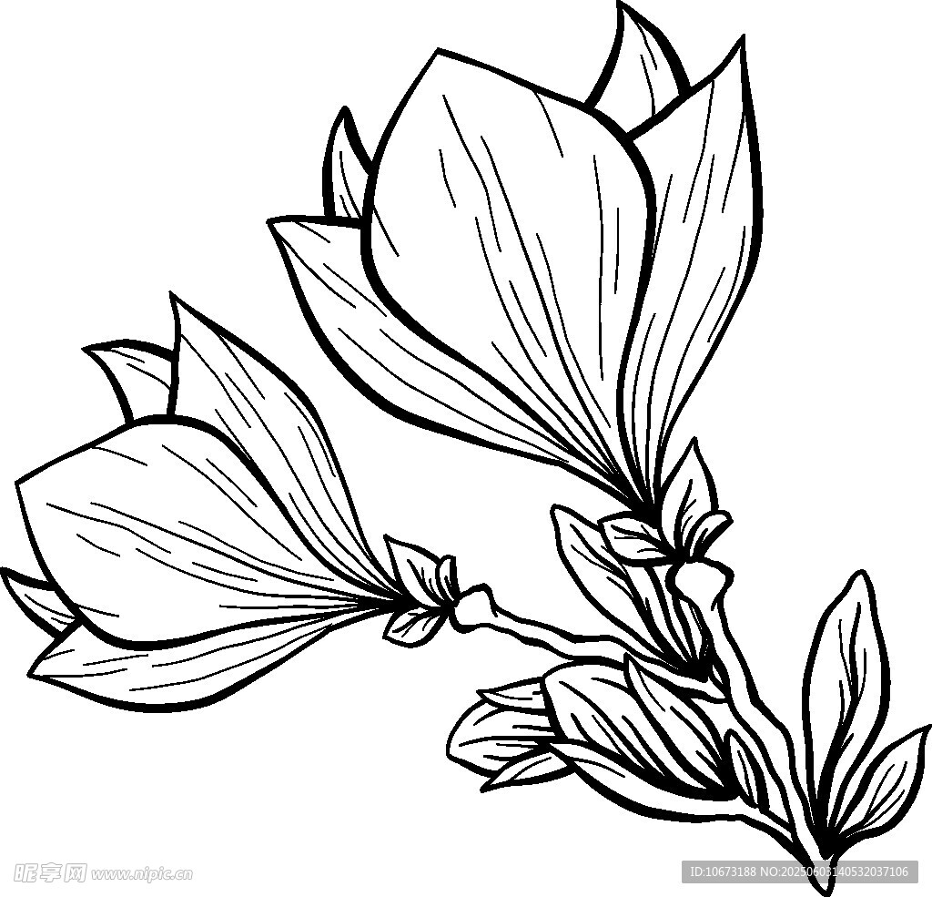 手绘玉兰花枝线条图