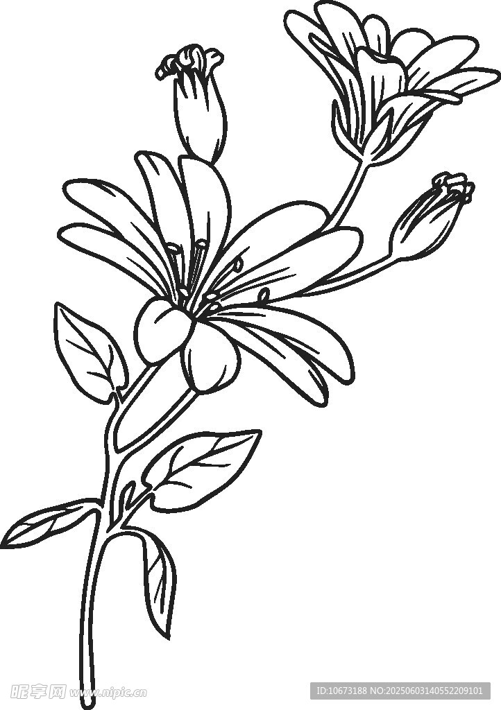 手绘花卉线条图