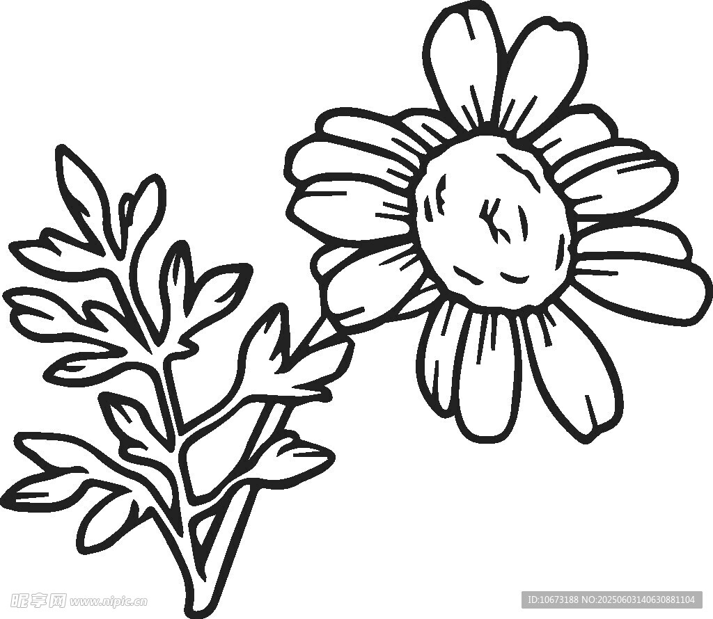 手绘雏菊线条插画