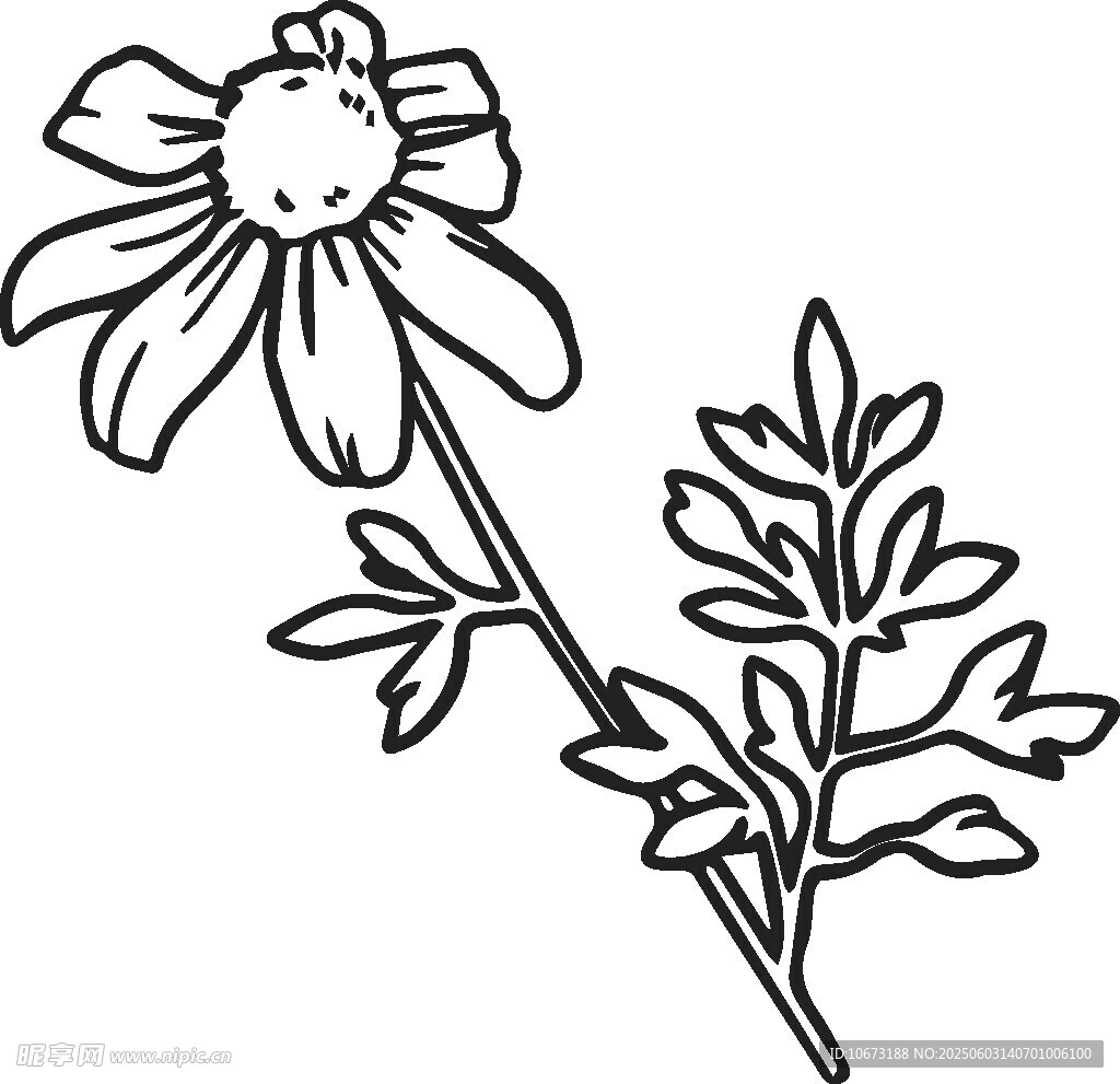 手绘雏菊植物线条图