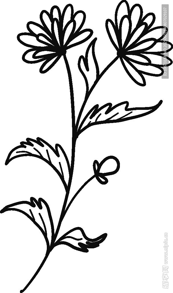 手绘线条菊花花卉图案