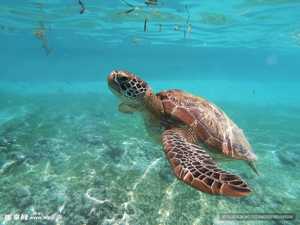 海龟在清澈海水中畅游