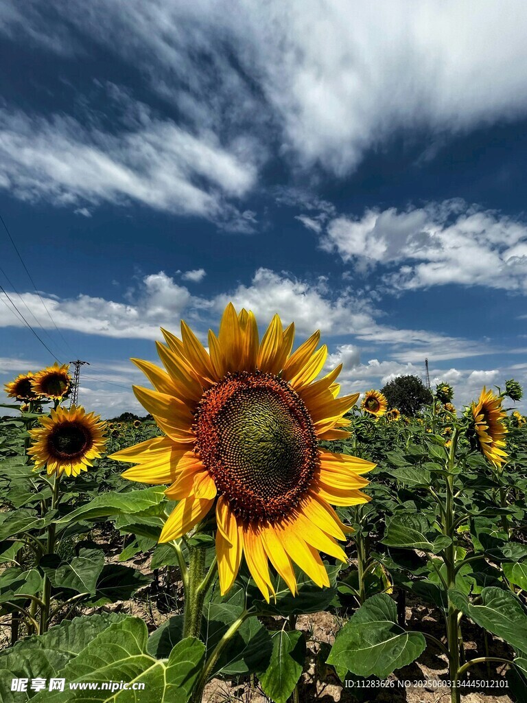 阳光下的向日葵花田