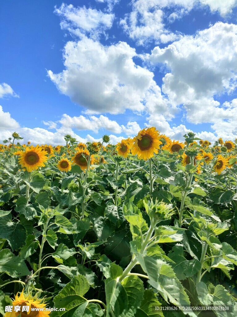 向日葵花海蓝天白云美景