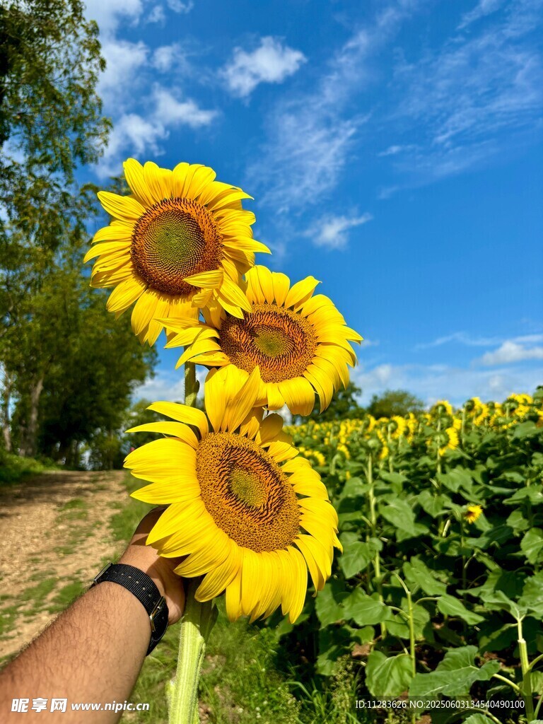 手持向日葵于灿烂花田
