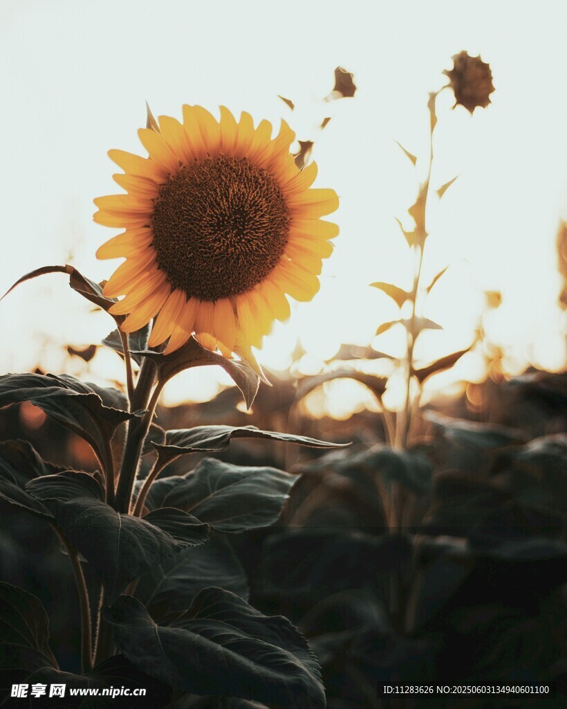 夕阳下的向日葵绽放