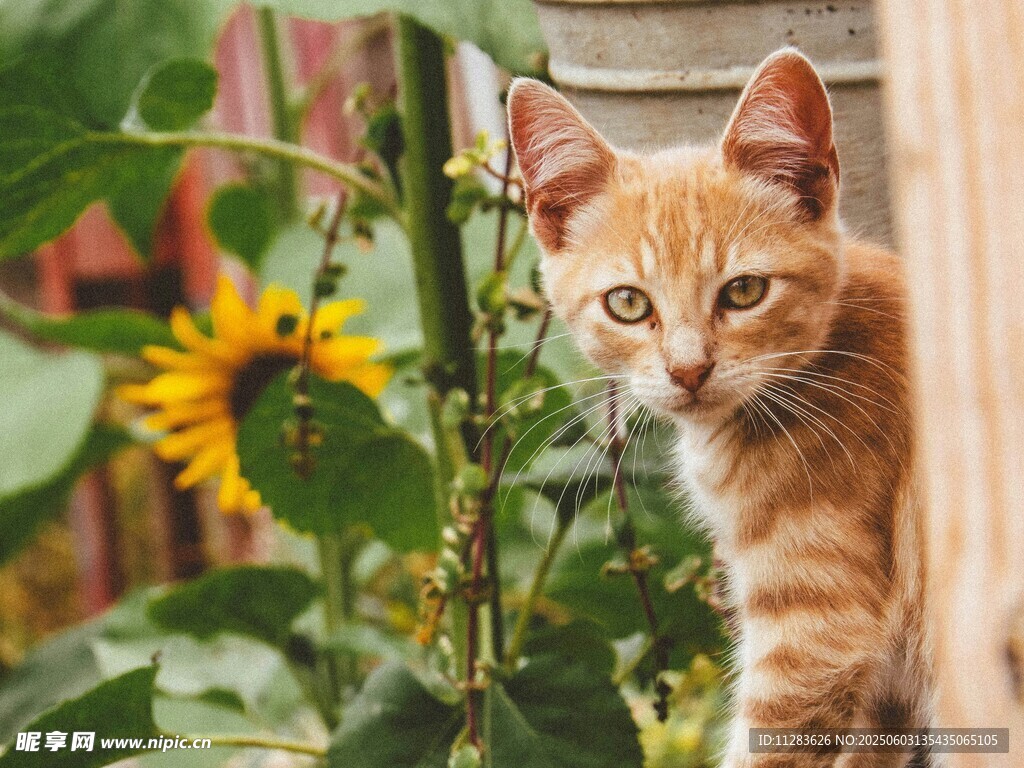 阳光下的橘猫与向日葵