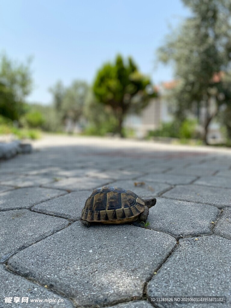 石板路上的小海龟