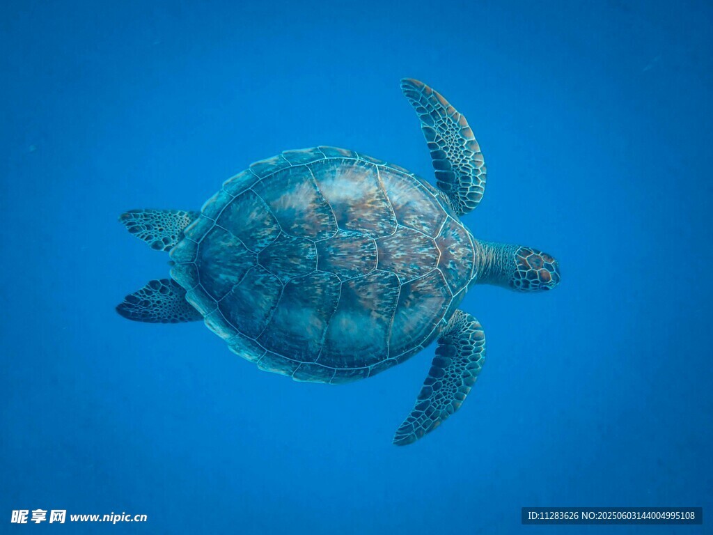 蓝色海洋中的绿海龟