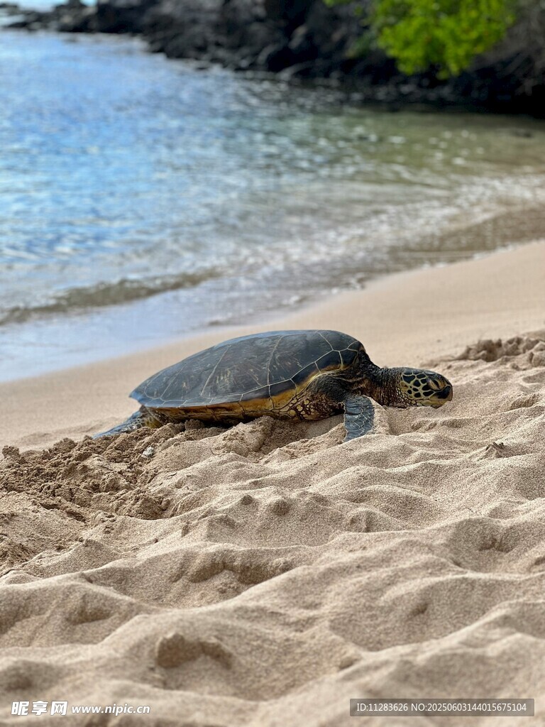 沙滩上休憩的大海龟