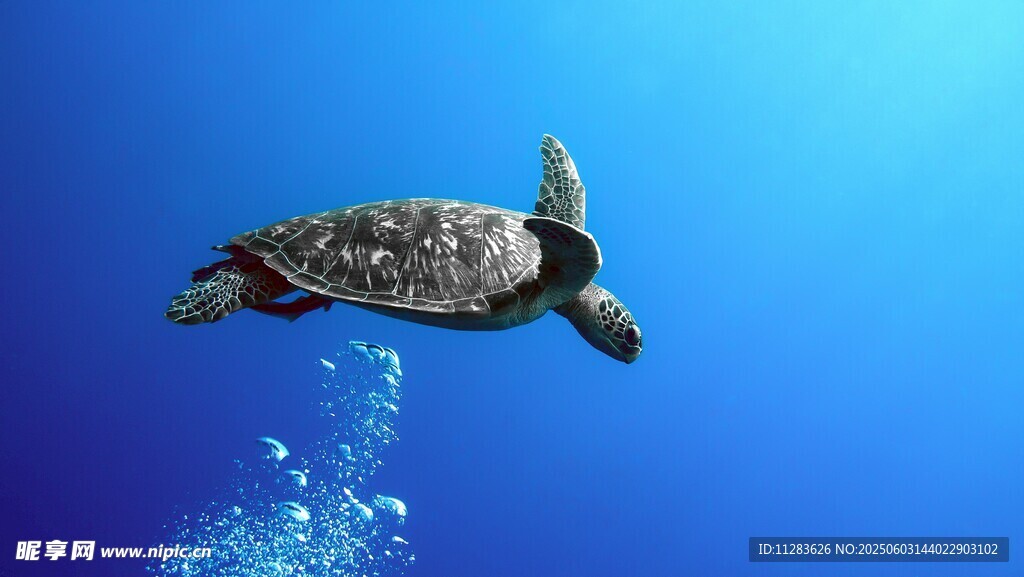 海中遨游的绿海龟