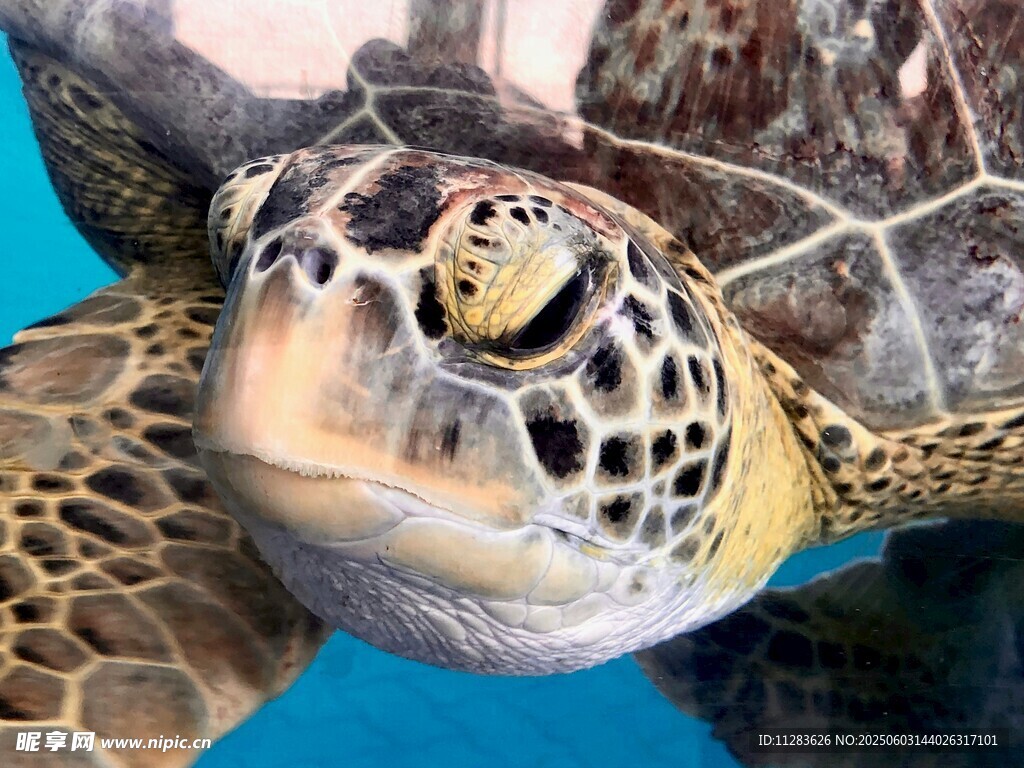 海龟特写