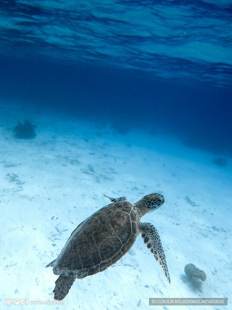 海底遨游的绿海龟