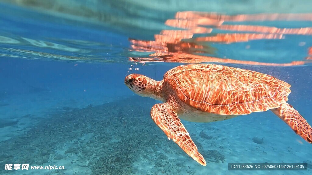 海底畅游的美丽海龟