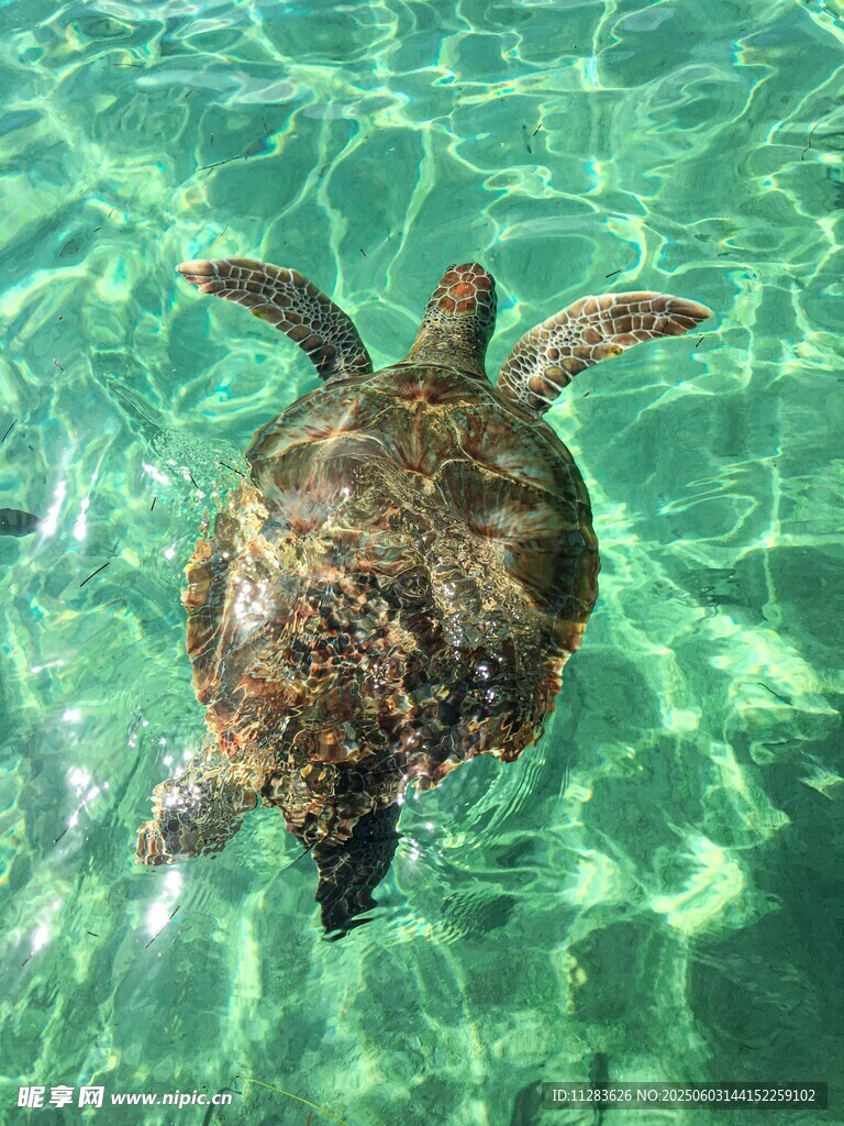 水中悠游的海龟