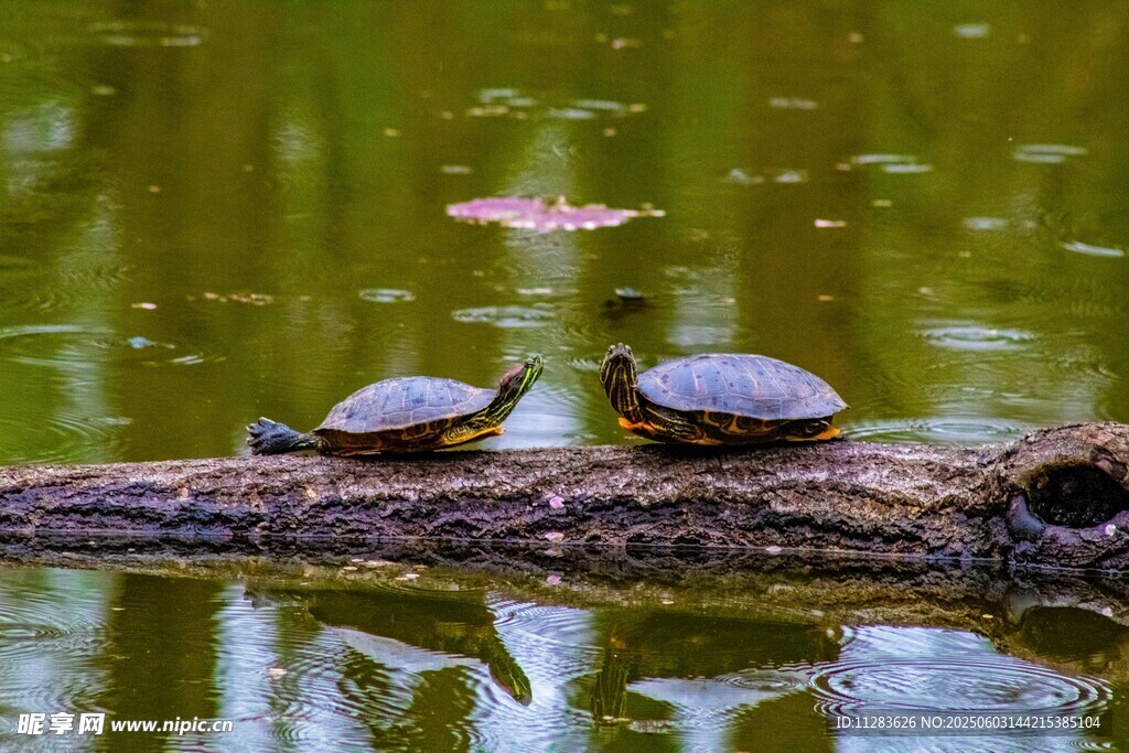木上休憩的几只乌龟