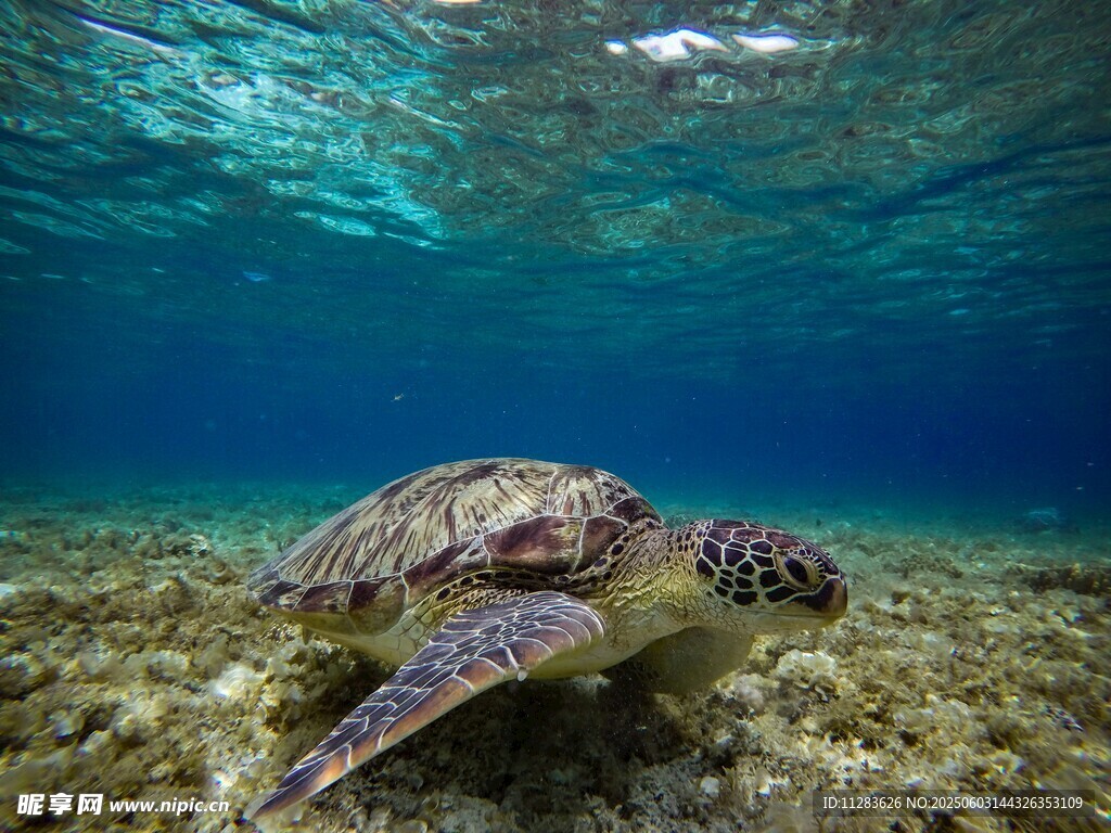 海底悠游的海龟