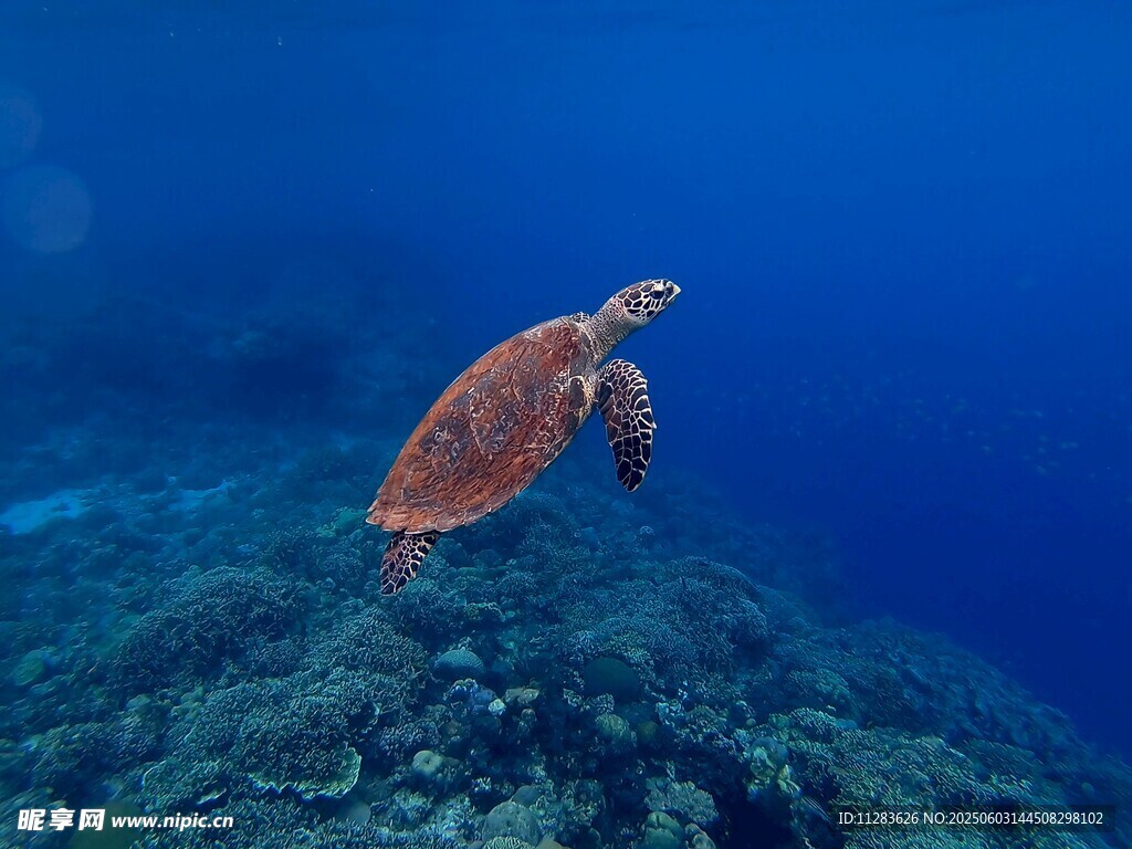 海龟在海底畅游的美丽瞬间