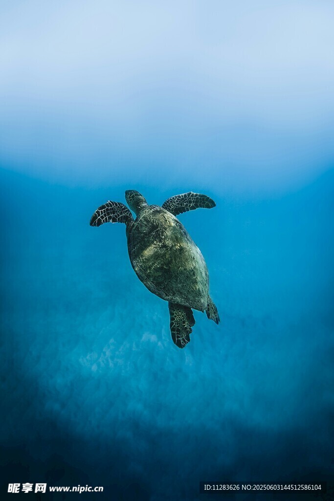 深海中游动的绿海龟