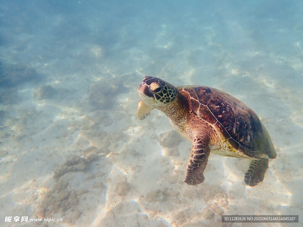 海中悠游的绿海龟