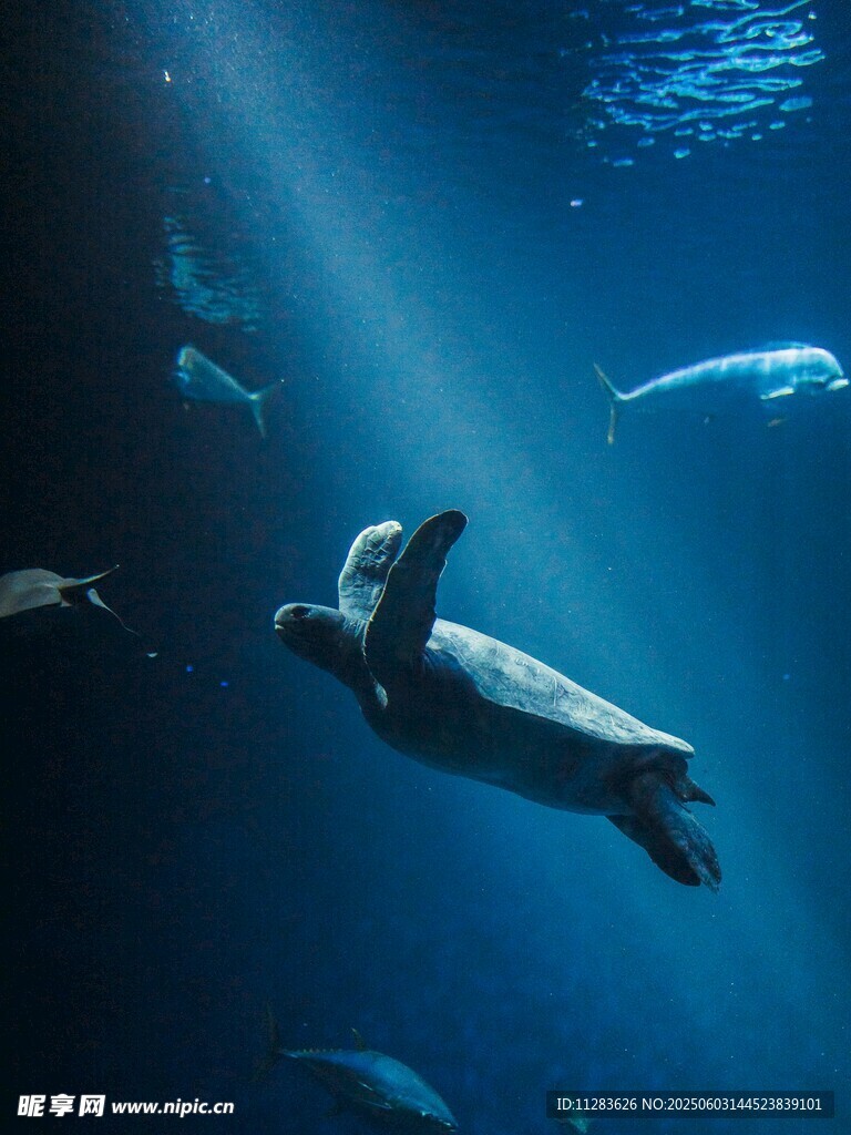 海龟在深海中悠然畅游