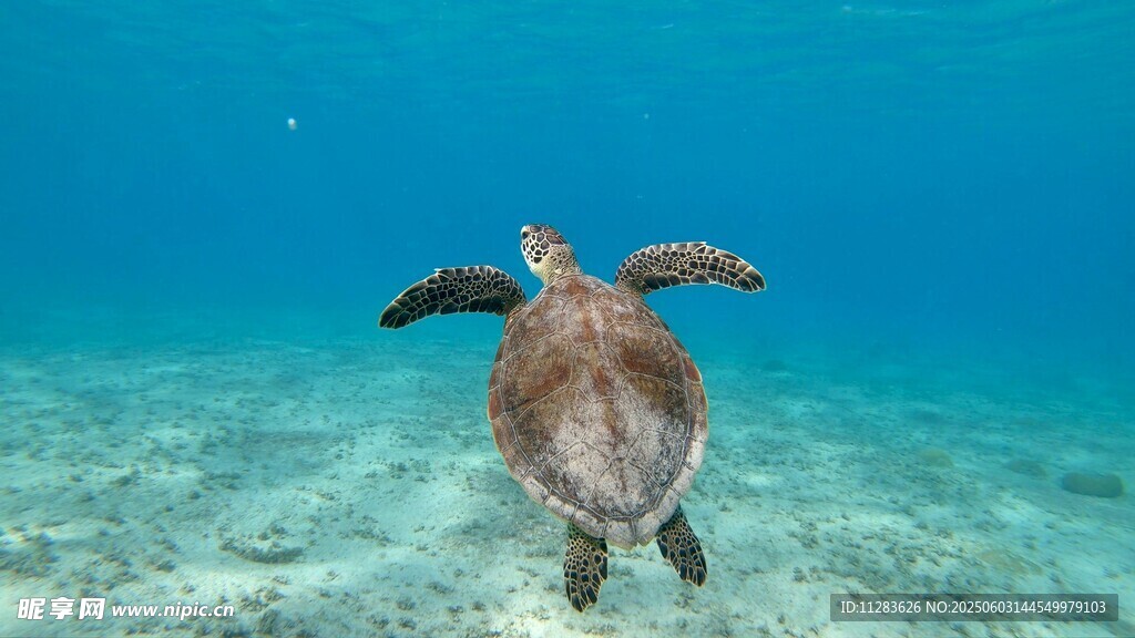 海龟在清澈海水中畅游