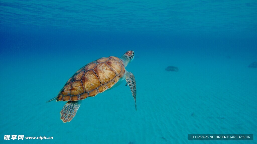 海洋中游动的美丽海龟
