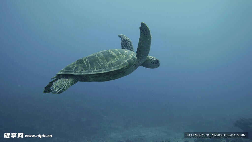 深海中遨游的绿海龟