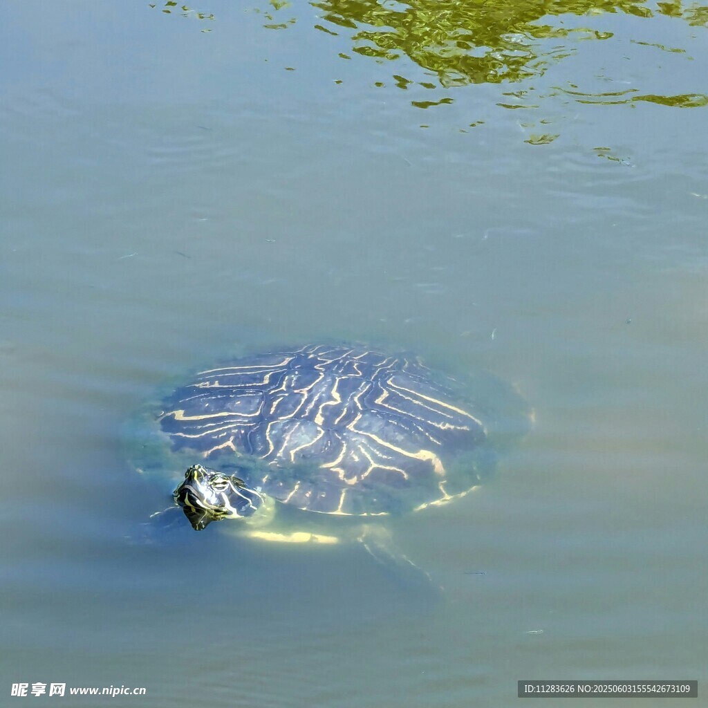 水中的乌龟