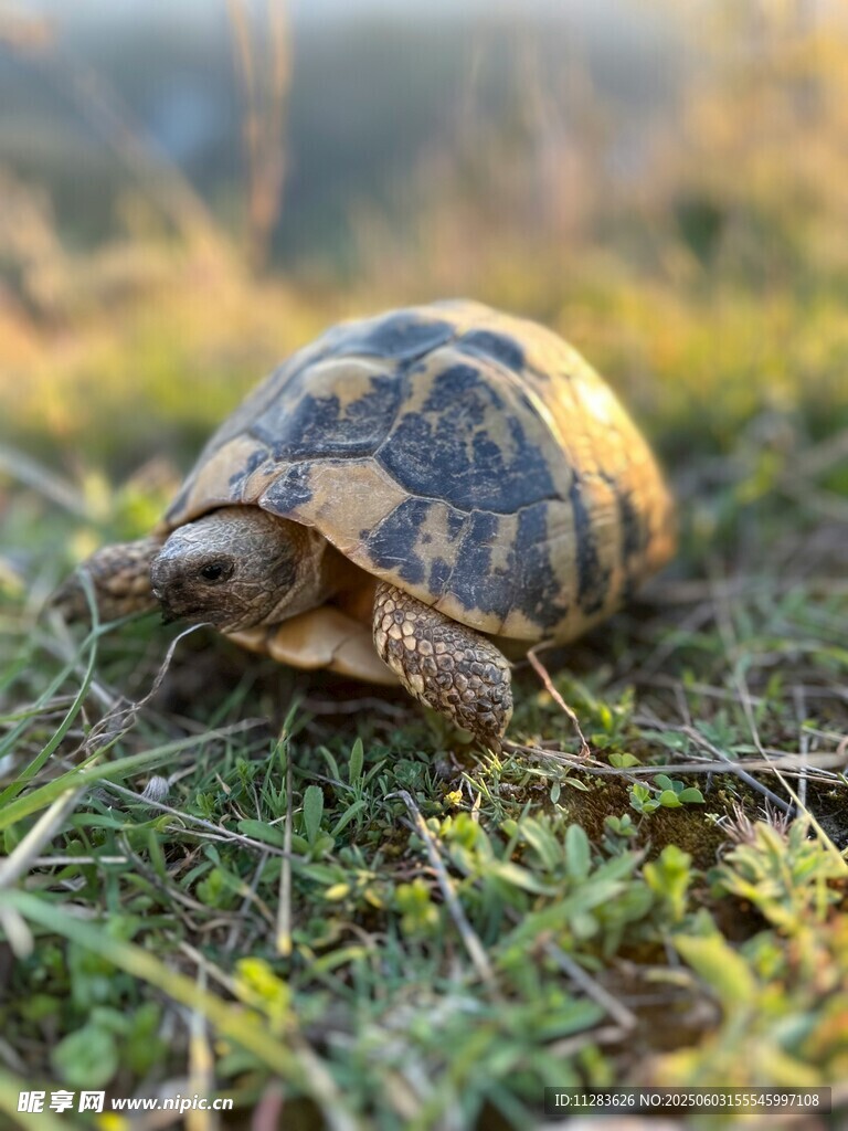 草地上的乌龟