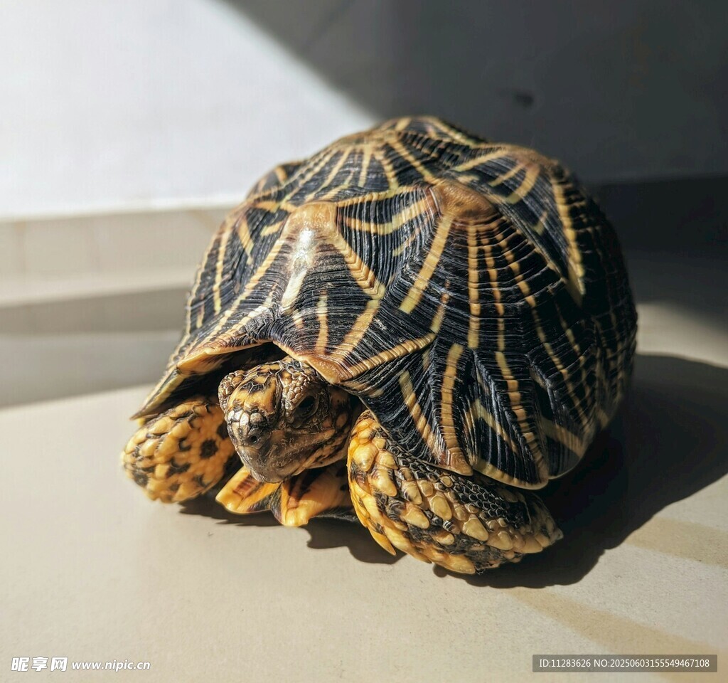 花纹独特的乌龟