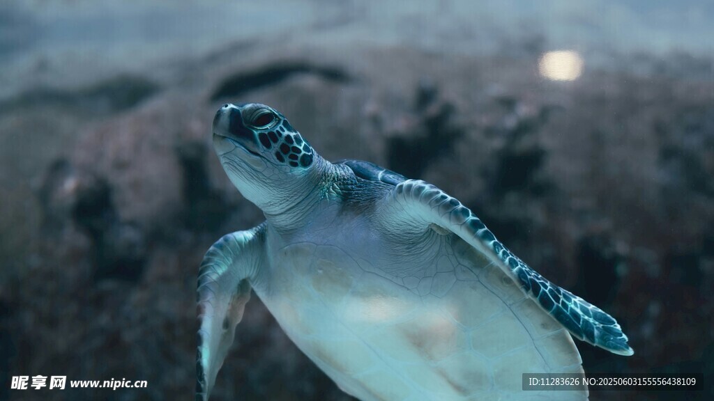海中遨游的可爱小海龟