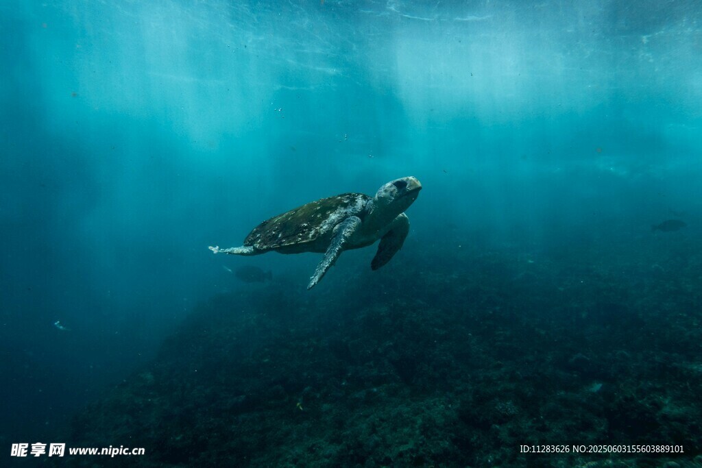 深海中遨游的绿海龟