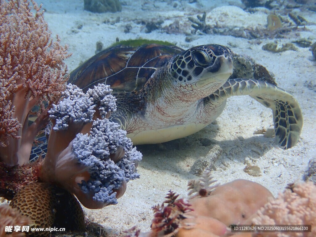 海底海龟与多彩珊瑚景观