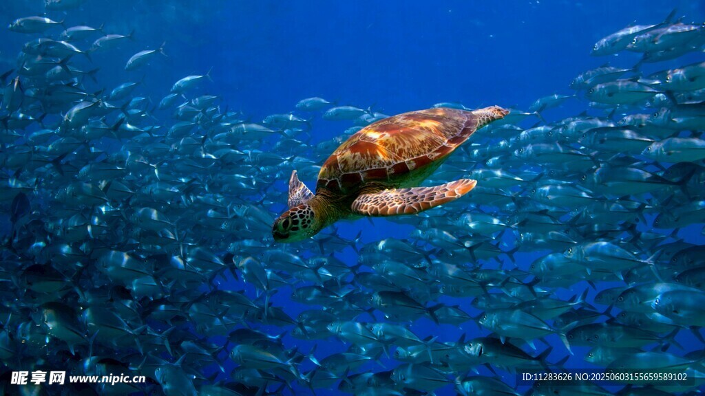 海中悠游的斑斓海龟