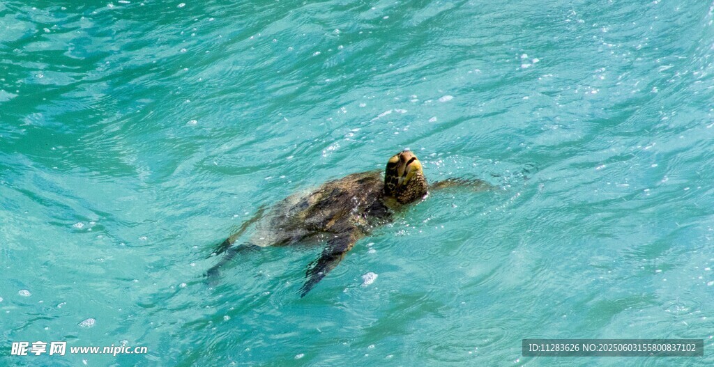 海龟在清澈海水中畅游