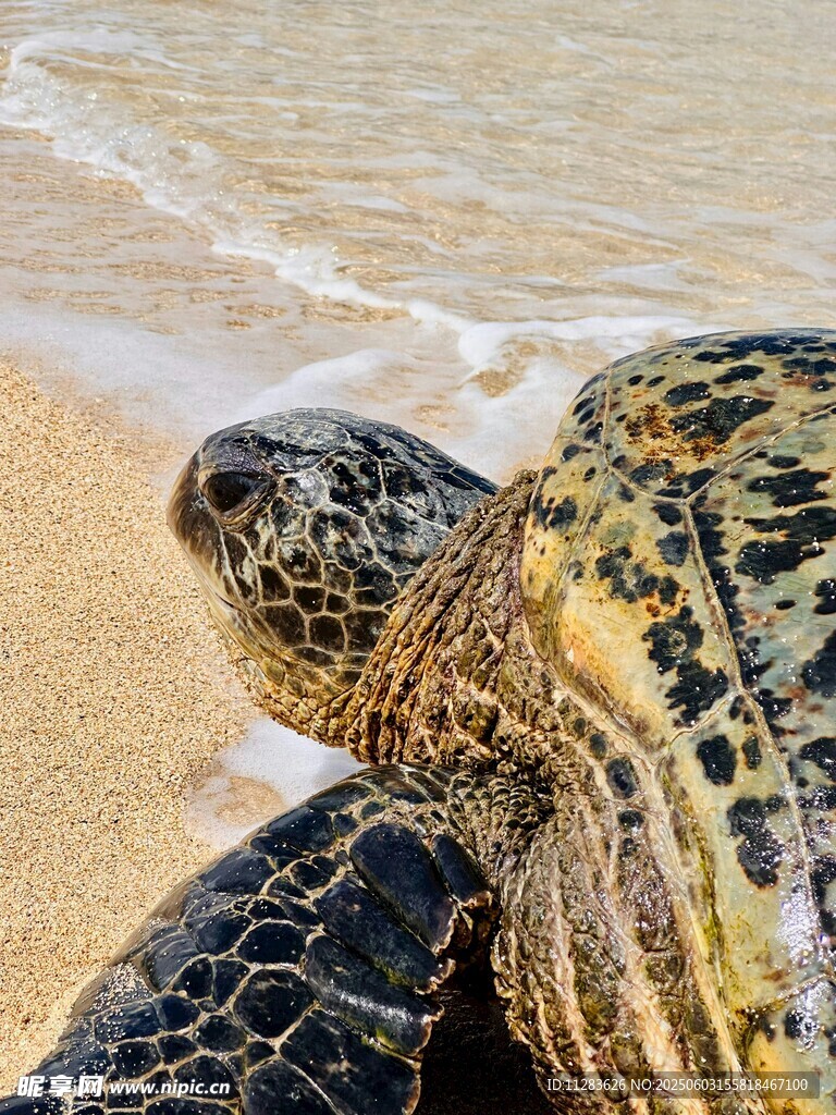 沙滩上的海龟