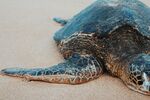 沙滩上的海龟