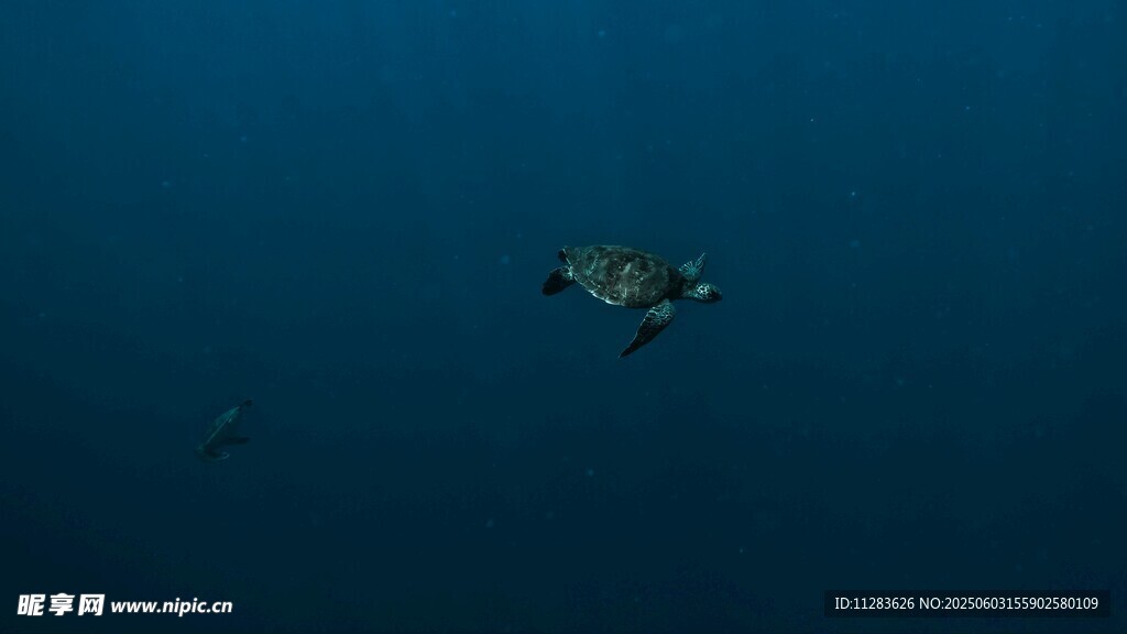深海中的孤独海龟