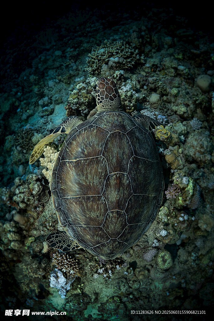 海底的古老海龟