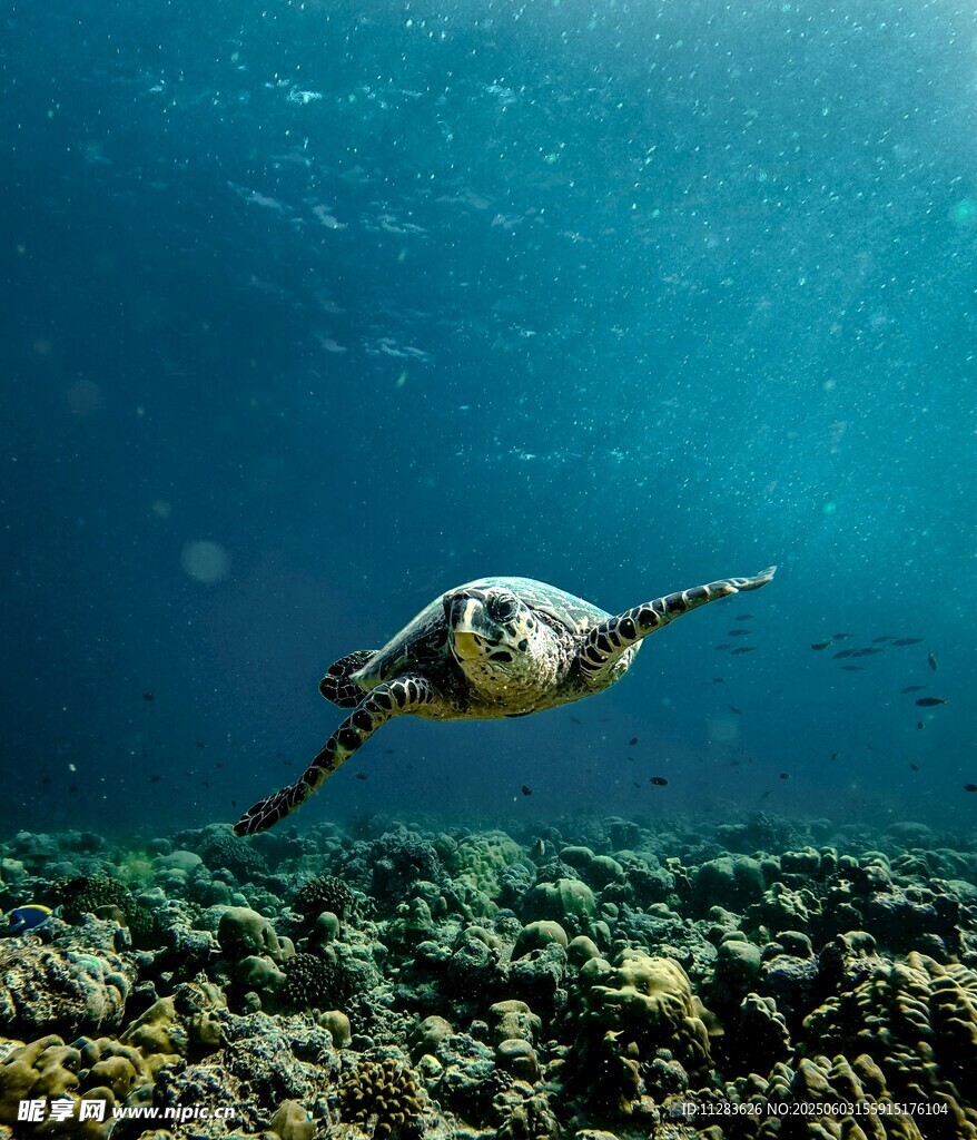 海底遨游的海龟