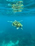 海龟在清澈海水中遨游