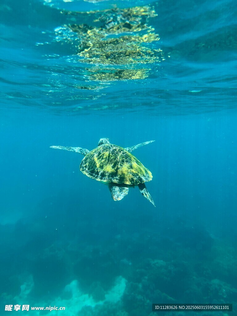 海龟在清澈海水中遨游