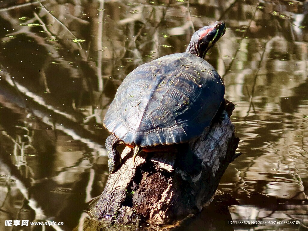 木上乌龟