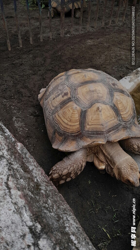 陆地上的大乌龟