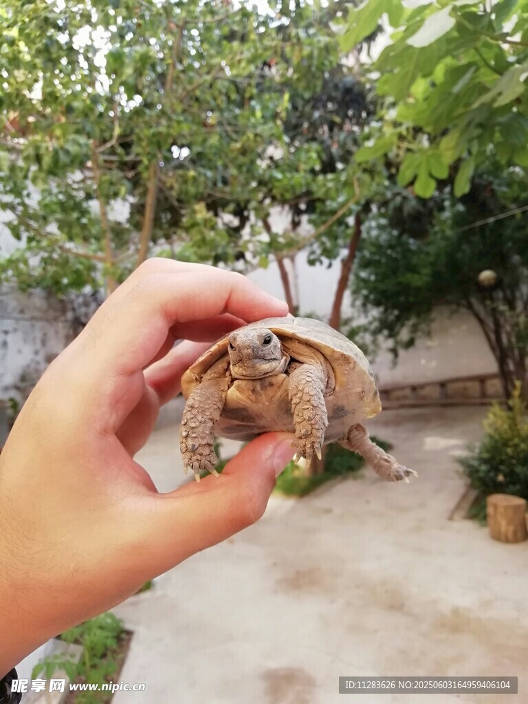 手捧可爱小龟于庭院中