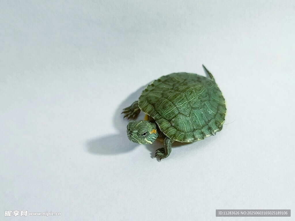 绿色乌龟特写